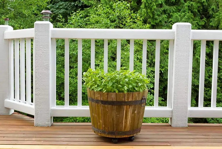 Potted plant on white railing deck